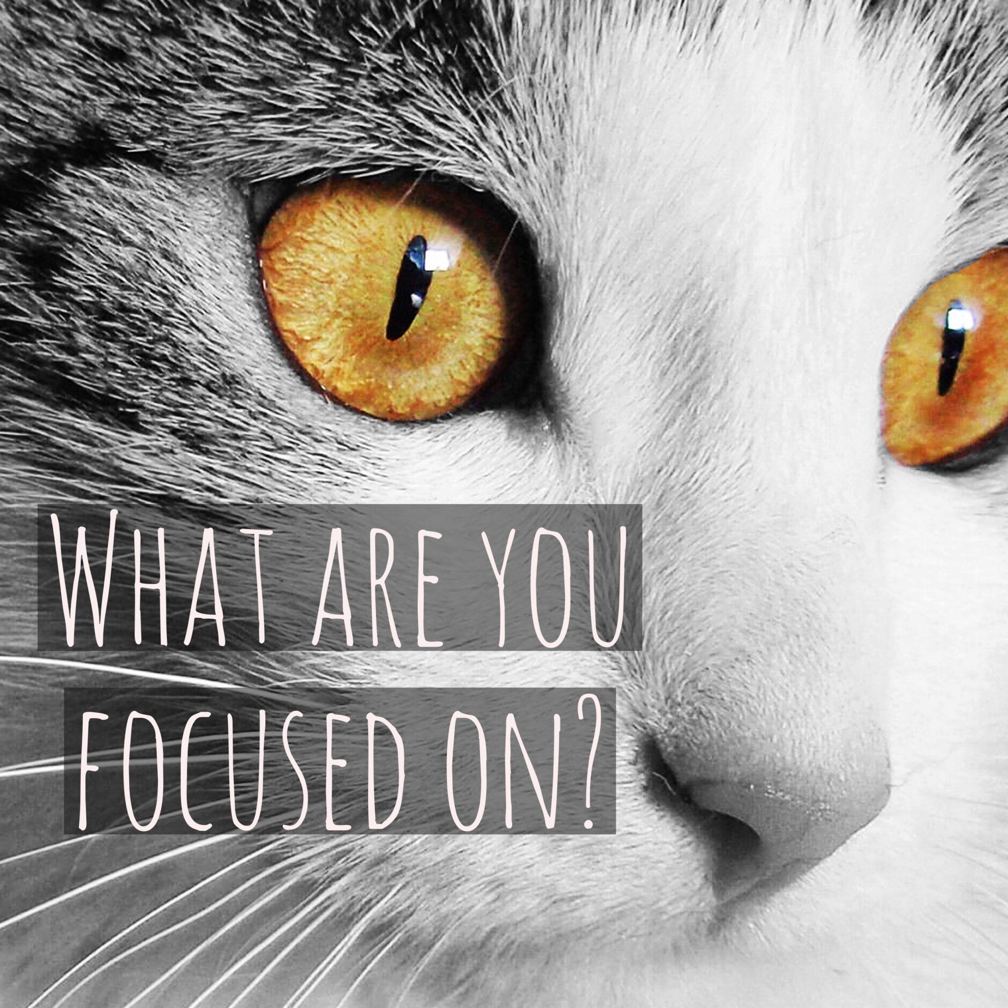 pete hall asks what we are focused on