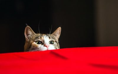 10 Reasons You Should NOT Join a Mastermind