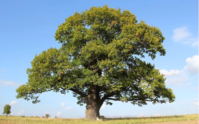 The best time to plant a tree