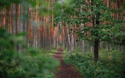 Your Path