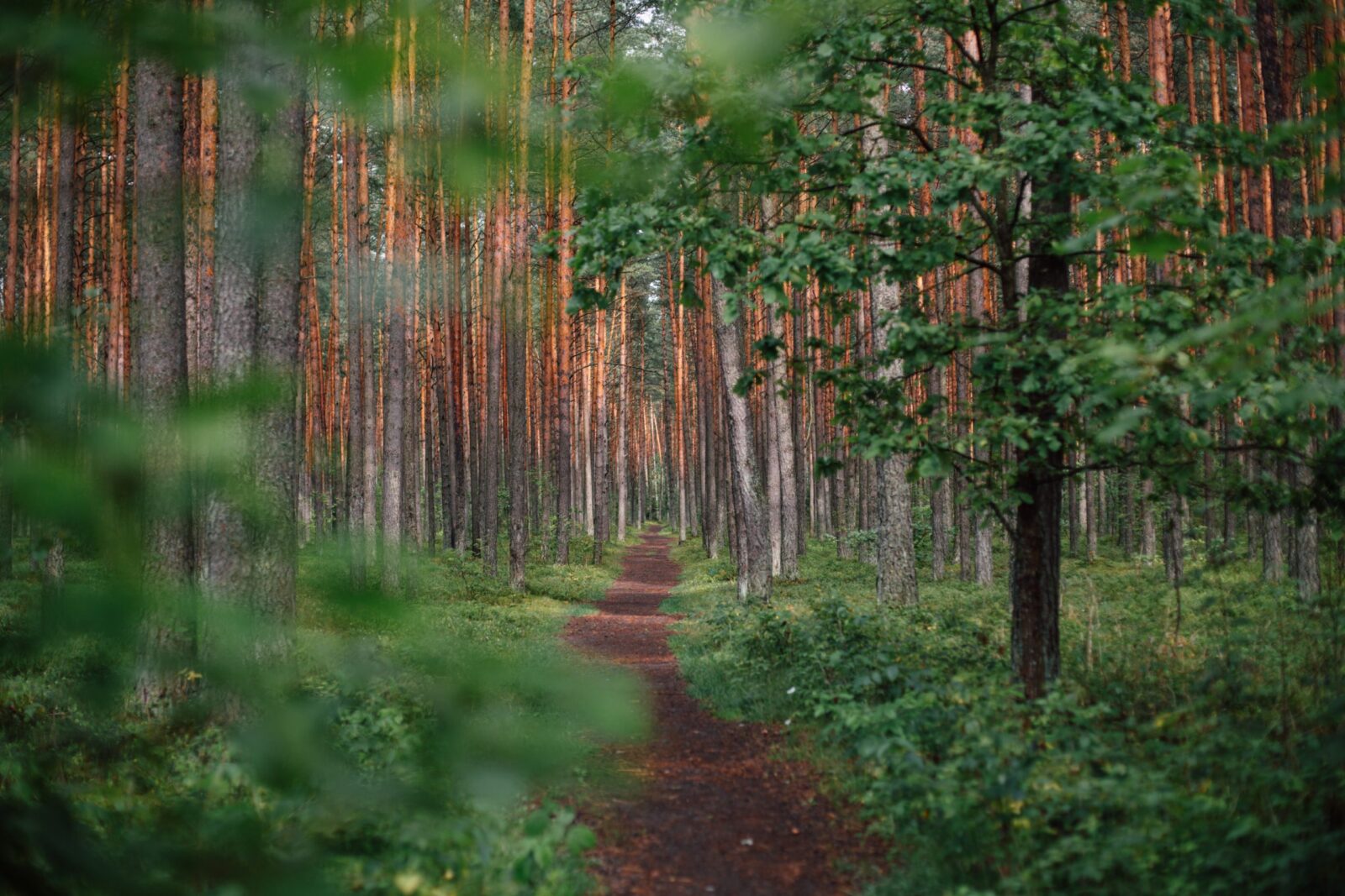 Your Path